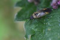 Plagiognathus arbustorum