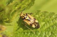 Lygus pratensis