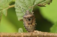 Rhaphigaster nebulosa