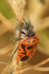 Eurydema ornata
