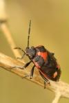 Eurydema oleracea