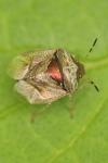 Stagonomus venustissimus