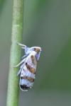 Tachycixius venustulus
