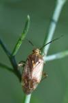 Lygus rugulipennis