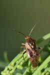Lygus rugulipennis