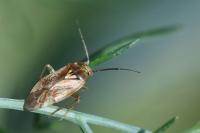 Lygus rugulipennis