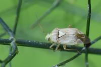 Lygus pratensis