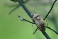 Lygus pratensis
