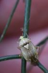 Lygus pratensis