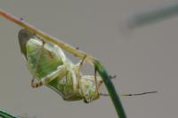 Lygus pratensis