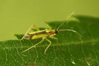 Campyloneura virgula