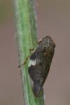 Aphrophora alni