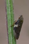 Aphrophora alni