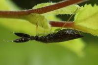 Heterotoma planicornis