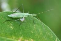 Megaloceroea recticornis