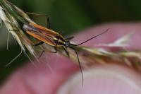 Leptopterna dolabrata