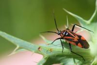 Brachycoleus triangularis