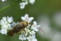Adelphocoris