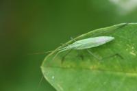 Megaloceroea recticornis