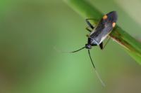 Adelphocoris seticornis