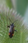 Adelphocoris seticornis