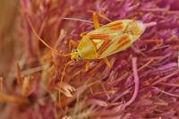 Calocoris roseomaculatus