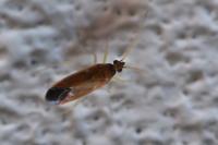 Phylus coryli