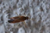 Phylus coryli