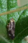 Philaenus spumarius