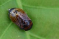 Penthimia nigra