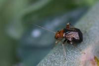 Halticus luteicollis