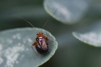 Halticus luteicollis