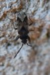 Scolopostethus