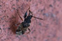 Scolopostethus
