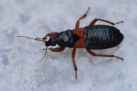 Prostemma guttula