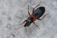 Prostemma guttula