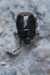 Legnotus limbosus