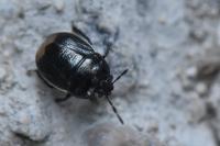 Legnotus limbosus