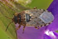 Platyplax salviae