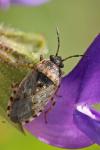 Platyplax salviae
