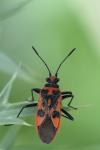 Corizus hyoscyami