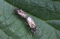 Heterogaster urticae