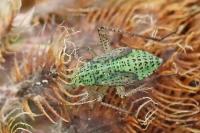Oncotylus viridiflavus