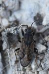 Peritrechus gracilicornis