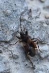 Eremocoris fenestratus