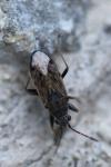 Peritrechus gracilicornis