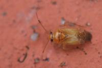 Pinalitus cervinus