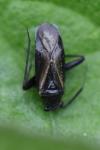 Orthocephalus coriaceus