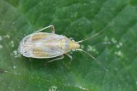 Amblytylus nasutus