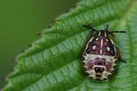 Carpocoris